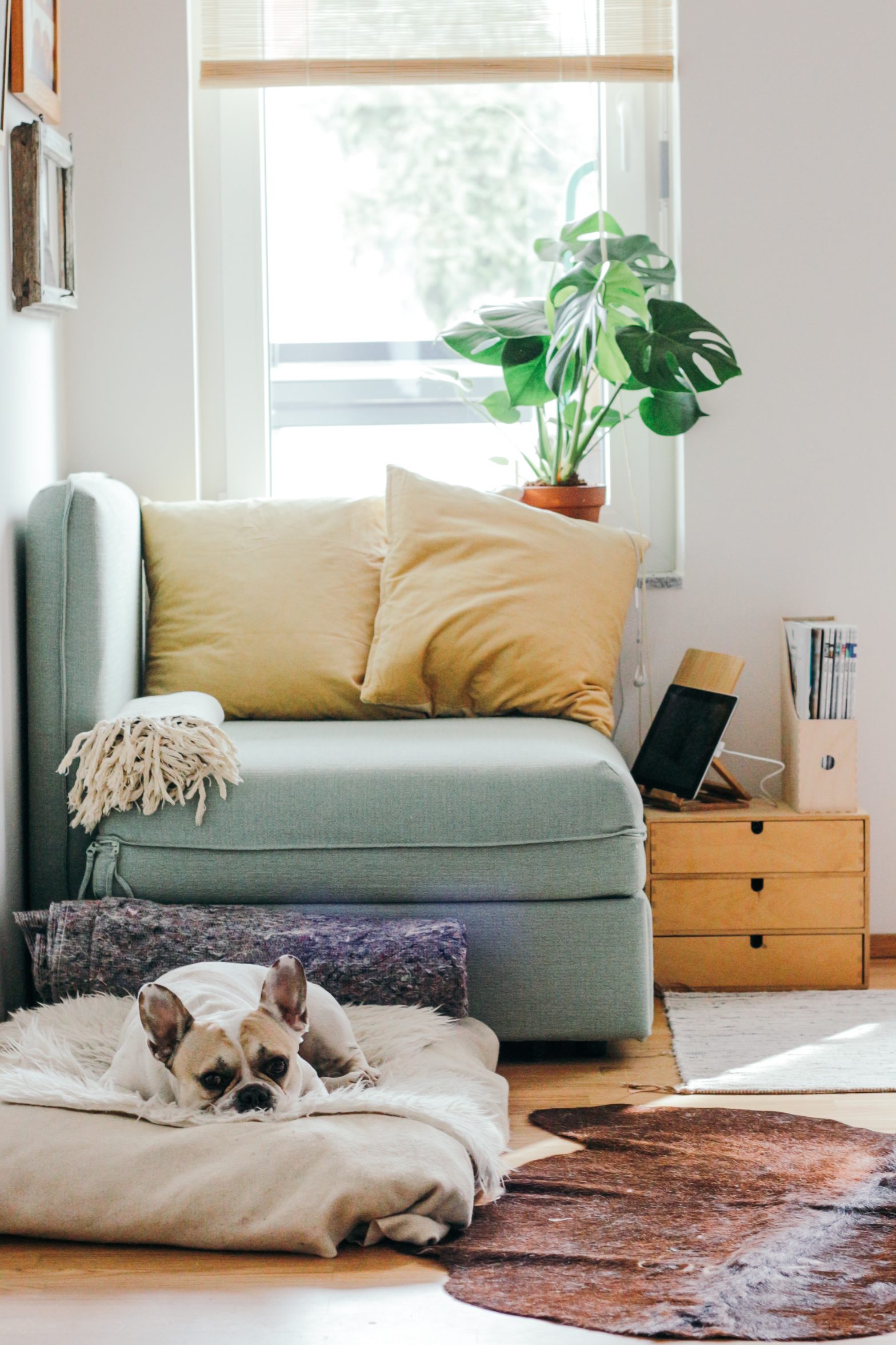 A cozy looking living room with a comfy sofa, plush cushions, and a French Bulldog on a floor pillow.
