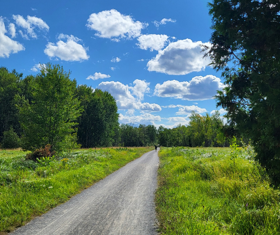 A sun-dappled dirt path winding through a lush green forest in Ottawa's Greenbelt.